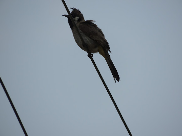Spotting Image 1