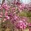 Eastern Redbud