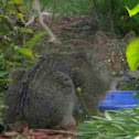 Bobcat