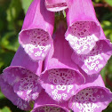 Common Foxglove