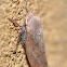 Plant Hopper
