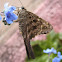 Dorantes Longtail