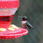 RUBY-THROATED HUMMINGBIRD