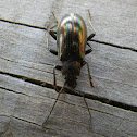 Gleaming Darkling Beetle
