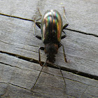 Gleaming Darkling Beetle