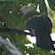 Wompoo Fruit-Dove