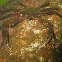 Kelp crab