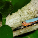 Leafhopper