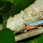 Leafhopper