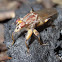 Fungus fly