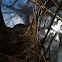 Blackbird nest