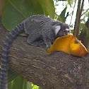 Marmoset