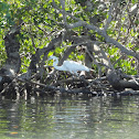 Great Egret