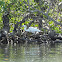 Great Egret