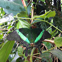 Green moss peacock