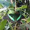 Green moss peacock