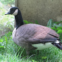 Canada Goose