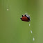 Spiny Orbweaver Spider