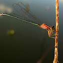 Senegal Golden Dartlet
