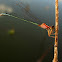 Senegal Golden Dartlet