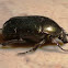 Escarabajo verde metalizado