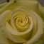 Yellow Rose