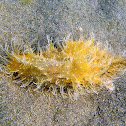 Liebre de mar andrajosa. Ragged sea hare