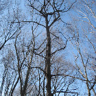 Pignut Hickory
