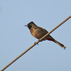 Red-vented Bulbul
