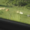 cows