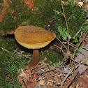 Boletus sp.