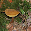 Boletus sp.