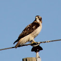 Red-tailed Hawk