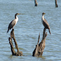 Double-crested Cormorants