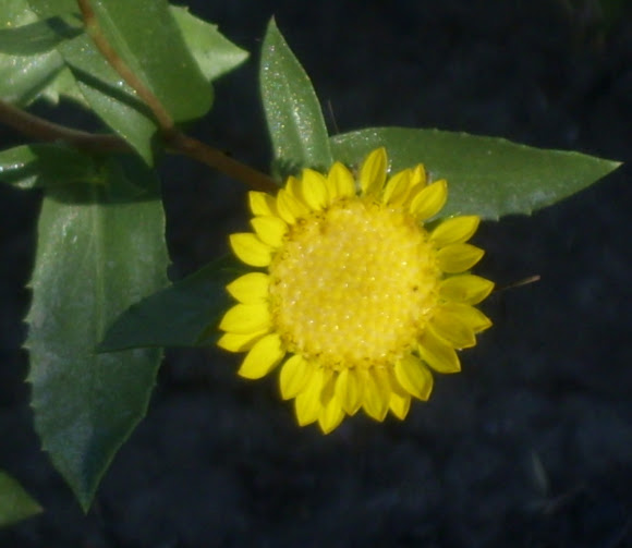 Spotting Image 1