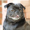 Nelly the Pug