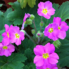 Primrose