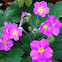 Primrose