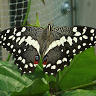 Citrus Swallowtail