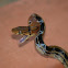Radiated Rat Snake