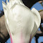 Tulip Magnolia