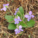 Marsh Blue Violet