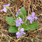 Marsh Blue Violet