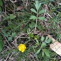 Early Buttercup