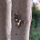 Twice Stabbed Lady Bugs