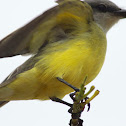 Tropical Kingbird