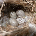 House sparrow (nest & eggs + cowbird egg)