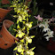 Tiger crow orchid