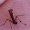 Baby Pray Mantis