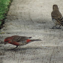 House Finch (pair)